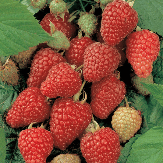 Des images de diff�rentes plantes